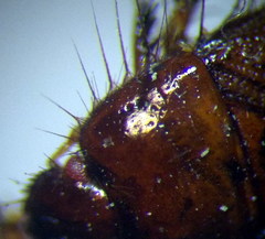 Byrsinus fossor