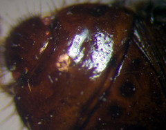 Byrsinus fossor