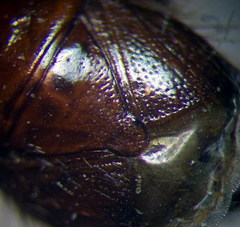 Byrsinus fossor