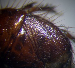 Byrsinus fossor