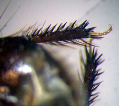 Byrsinus fossor