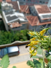 Pseudaugochlora graminea