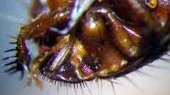 Byrsinus fossor