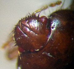 Byrsinus fossor