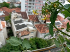 Pseudaugochlora graminea