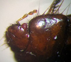 Byrsinus fossor