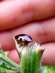 Chelonarium ornatum