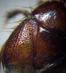 Byrsinus fossor