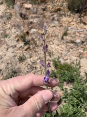 Salvia albicaulis