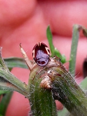 Chelonarium ornatum