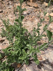Salvia albicaulis