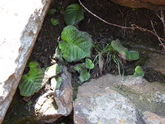 Streptocarpus vandeleurii