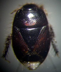 Byrsinus rugosus