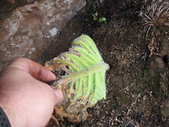 Streptocarpus vandeleurii