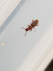 Laemophloeidae