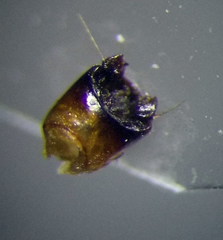Byrsinus rugosus