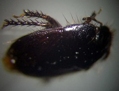 Byrsinus rugosus