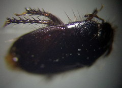 Byrsinus rugosus