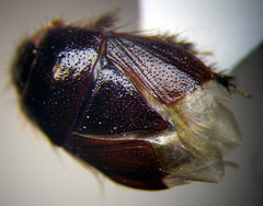 Byrsinus rugosus