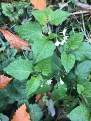 Solanum nigrum