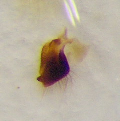 Byrsinus rugosus