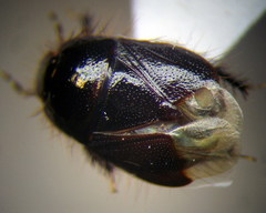 Byrsinus rugosus