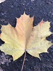 Acer platanoides