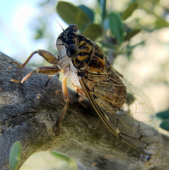 Cicada barbara