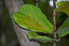 Ficus lyrata