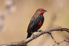 Emblema pictum
