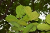 Fiddle-leaf Fig - Photo (c) Dailun Shi, some rights reserved (CC BY-NC), uploaded by Dailun Shi