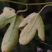 Trichosanthes pubera - Photo 由 曾云保 所上傳的 (c) 曾云保，保留部份權利CC BY-NC