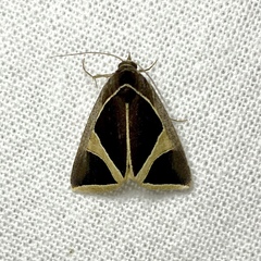 Agamana conjungens