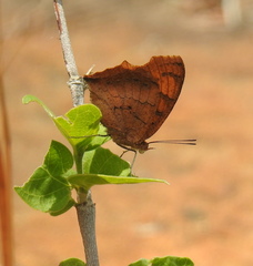 Catacroptera cloanthe cloanthe