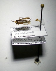 Callicorixa praeusta