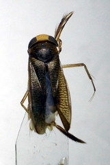 Callicorixa praeusta