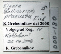 Callicorixa praeusta