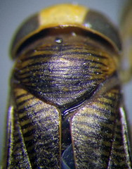 Callicorixa praeusta