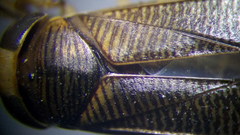 Callicorixa praeusta