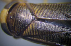 Callicorixa praeusta