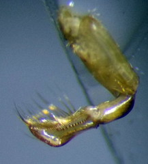 Callicorixa praeusta