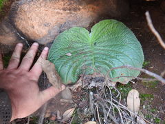 Streptocarpus vandeleurii