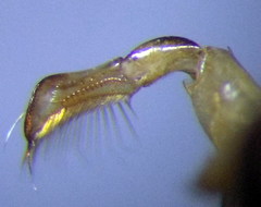 Callicorixa praeusta