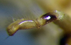 Callicorixa praeusta