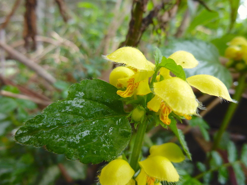 Lamium galeobdolon