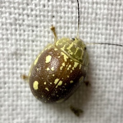 Paropsis marmorea