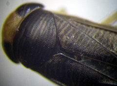 Callicorixa praeusta