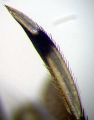 Callicorixa praeusta