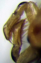 Callicorixa praeusta