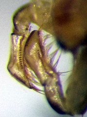 Callicorixa praeusta